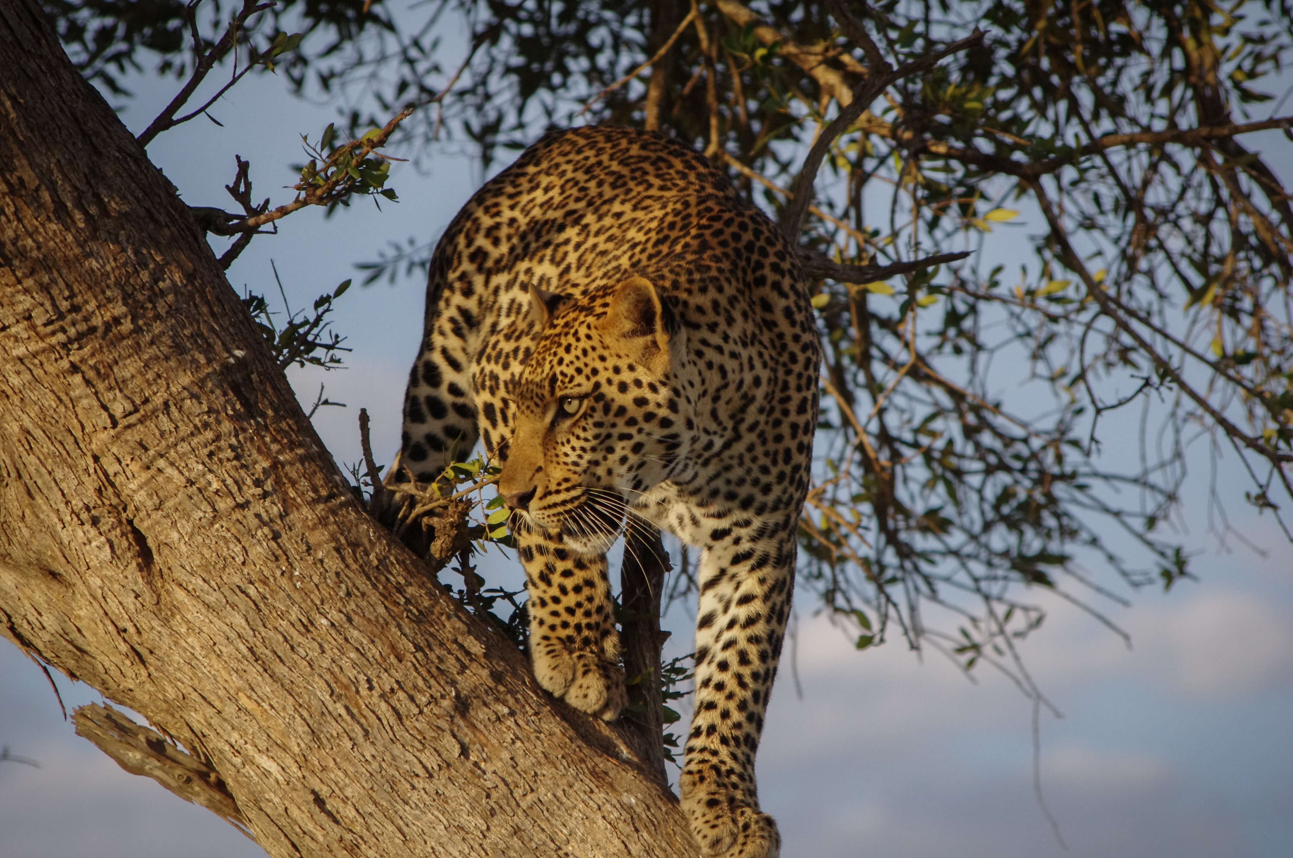 A jaguar on the tree