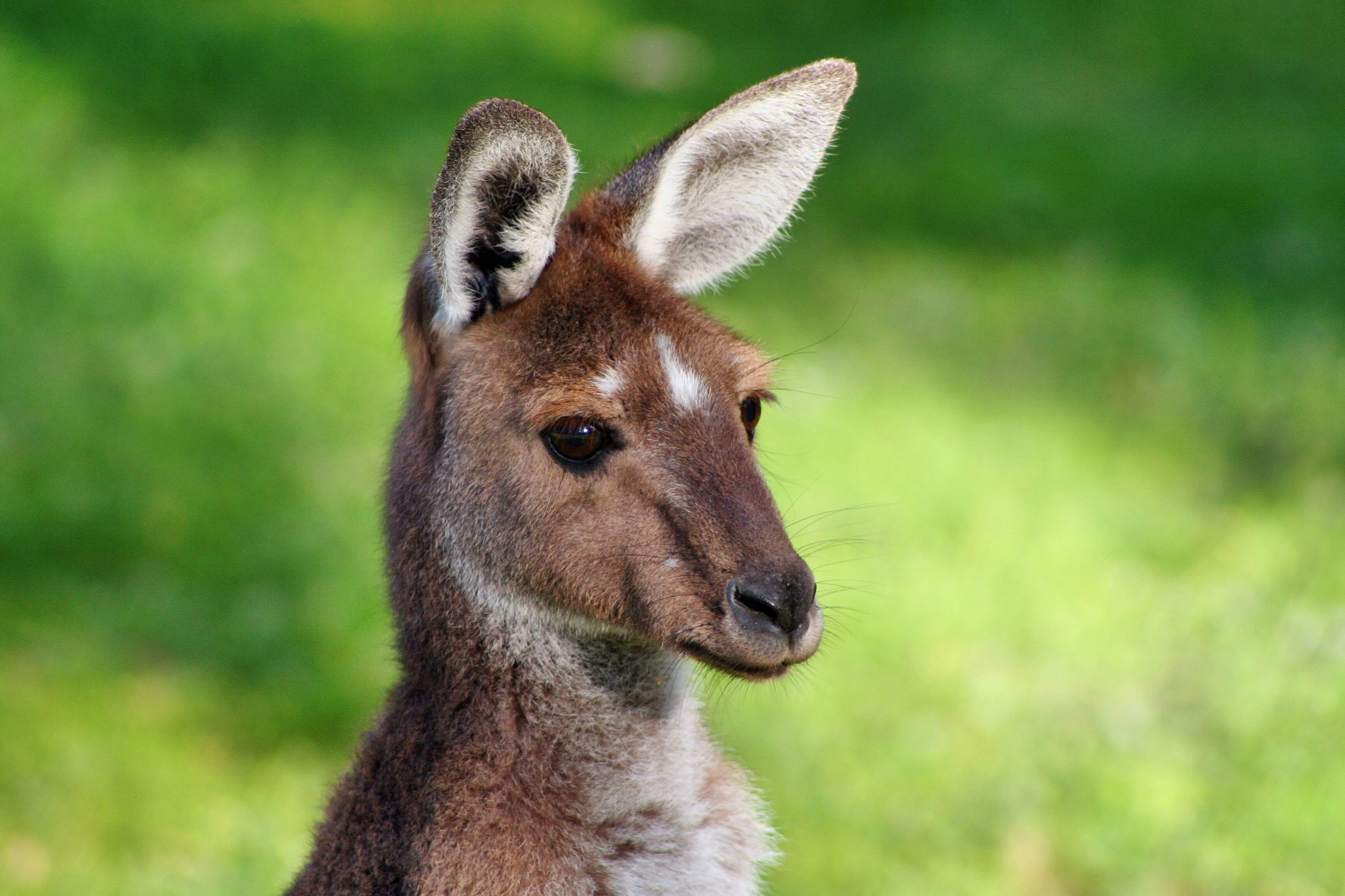 Kangaroo cub